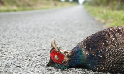 Road Kill, Phesant