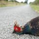 Road Kill, Phesant